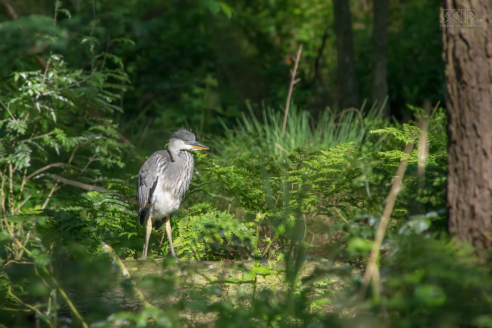 Birds - Grey heron Young grey heron (Ardea cinerea) in the woods in Lommel. Stefan Cruysberghs